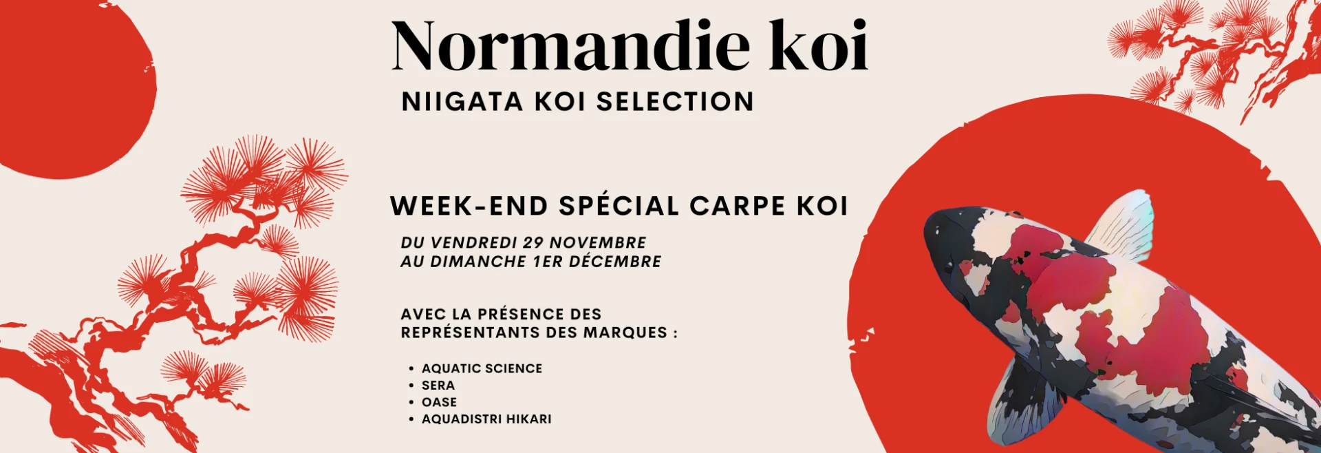 Week end spécial carpe koï !  Niigata koi sélection 2024/25