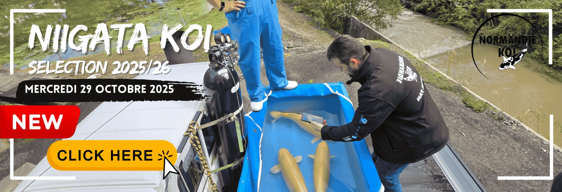 Voyage au Japon 2025 – Nos plus belles sélections de koï