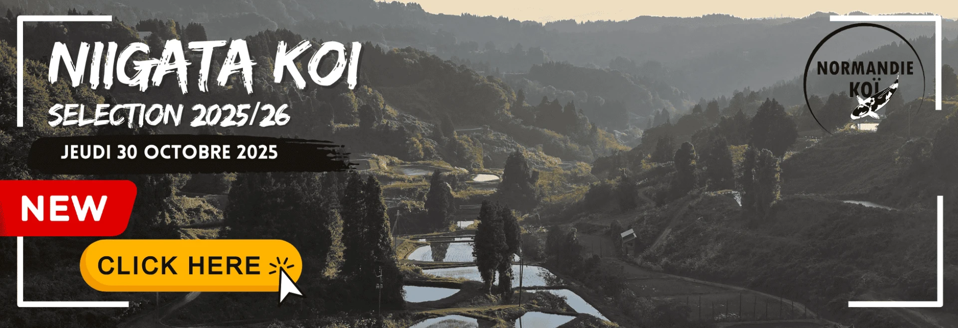 Voyage au Japon 2025 – Nos plus belles sélections de koï