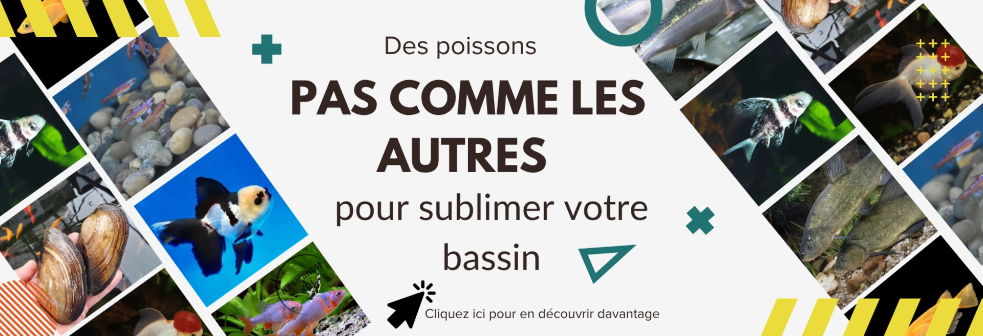 Explorez notre sélection unique de poissons de bassin