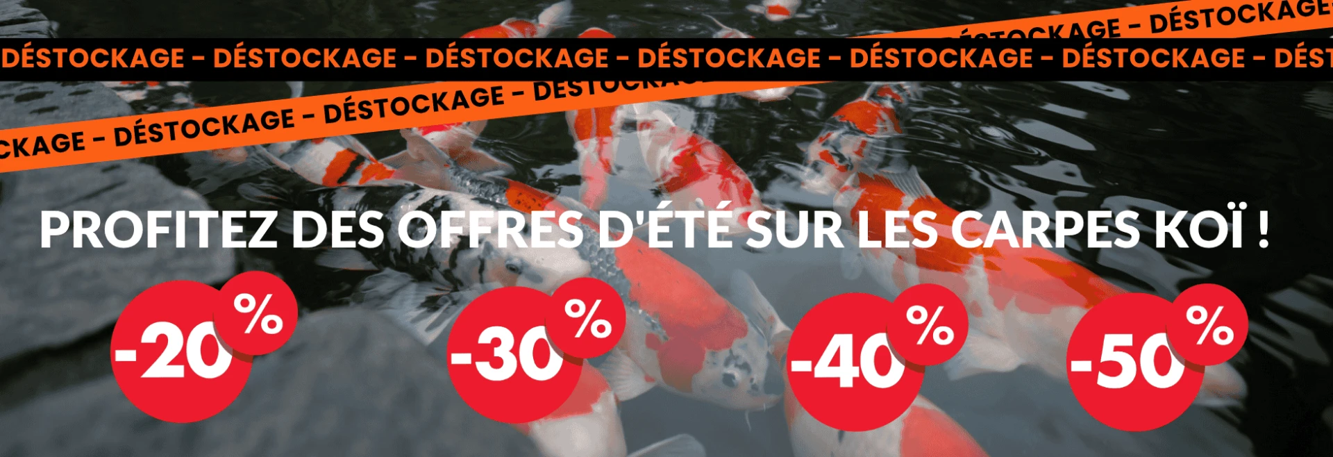 Déstockage des carpes koï en magasin