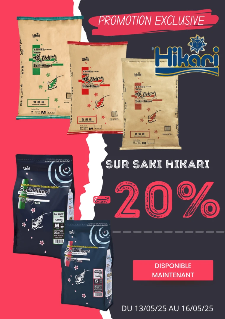 Offre exclusif sur Saki Hikari