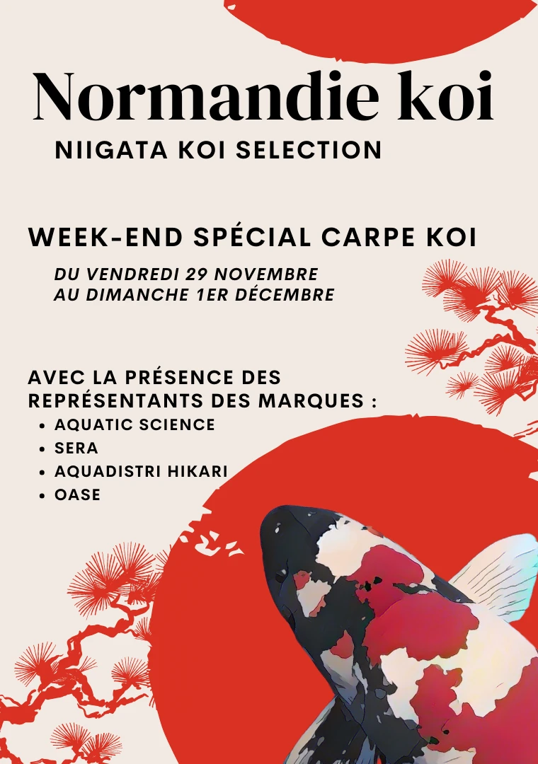 Week end spécial carpe koï !  Niigata koi sélection 2024/25