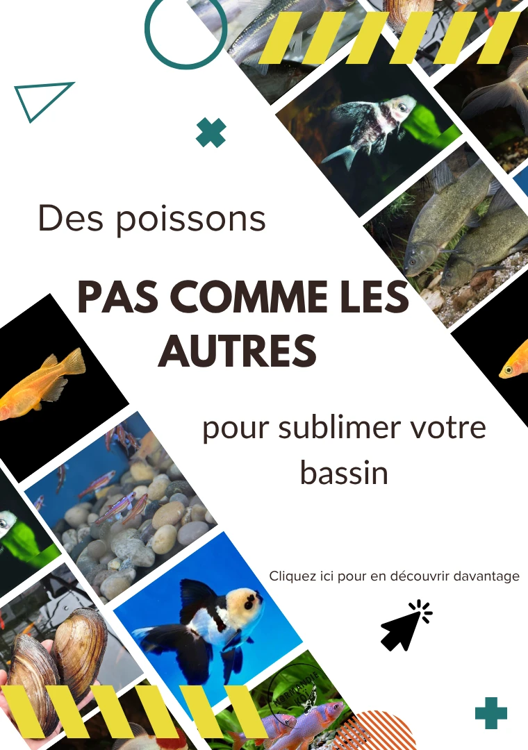Explorez notre sélection unique de poissons de bassin