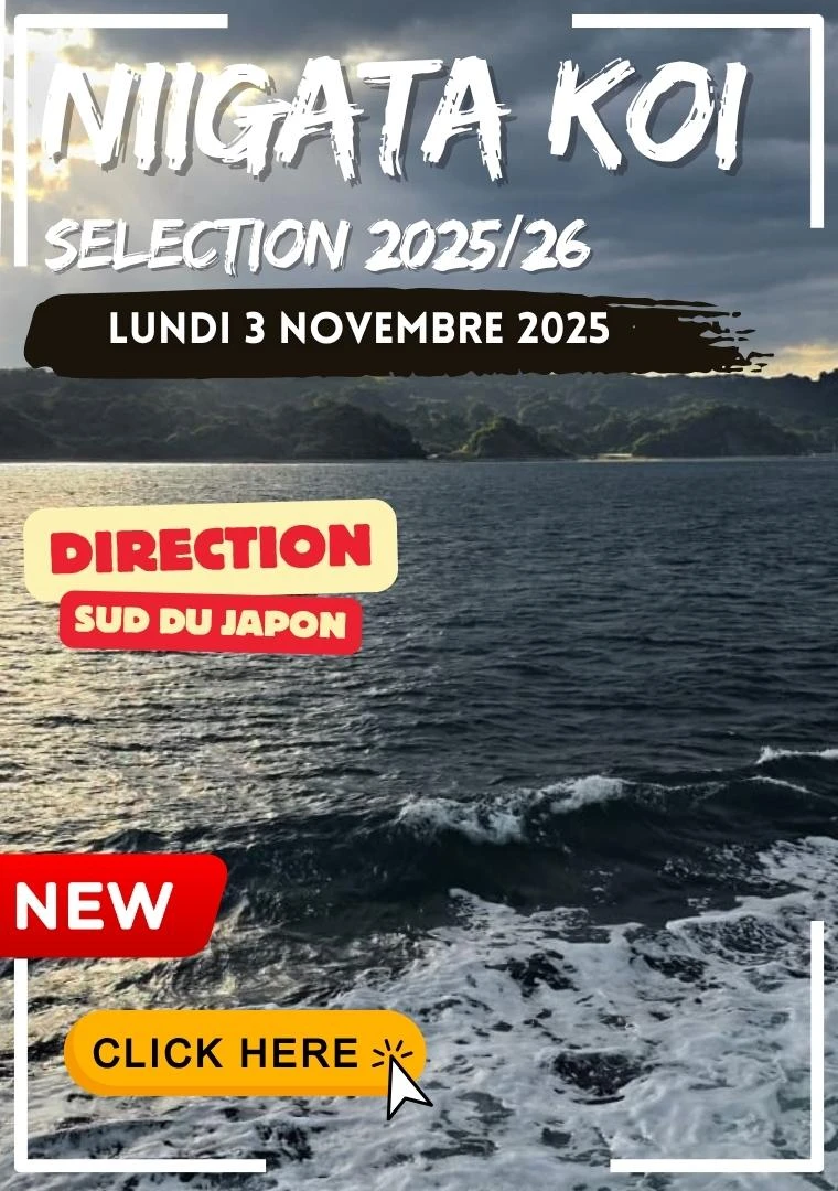 Voyage au Japon 2025 – Nos plus belles sélections de koï