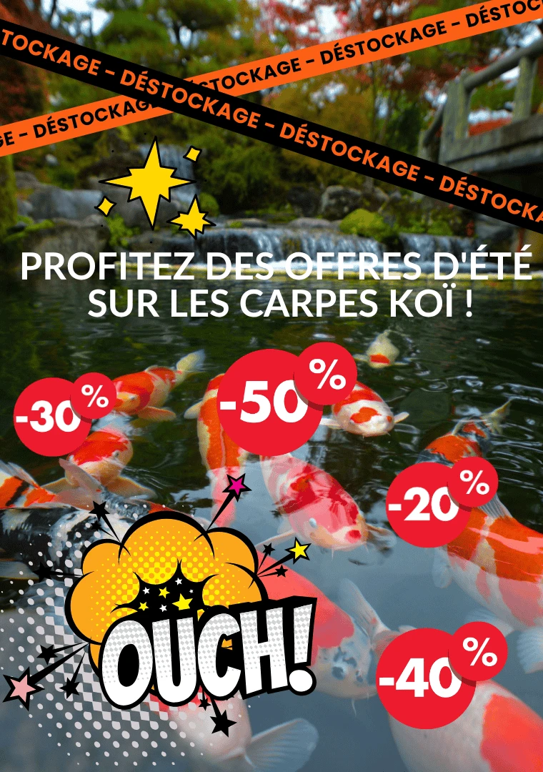 Déstockage des carpes koï en magasin