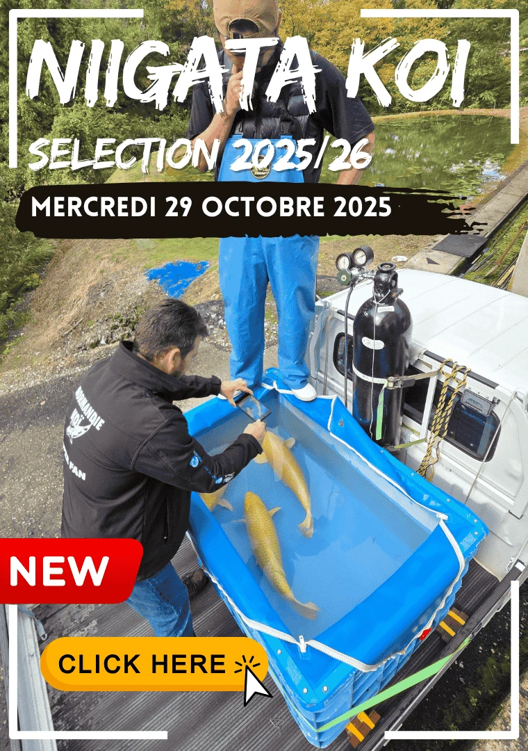 Voyage au Japon 2025 – Nos plus belles sélections de koï