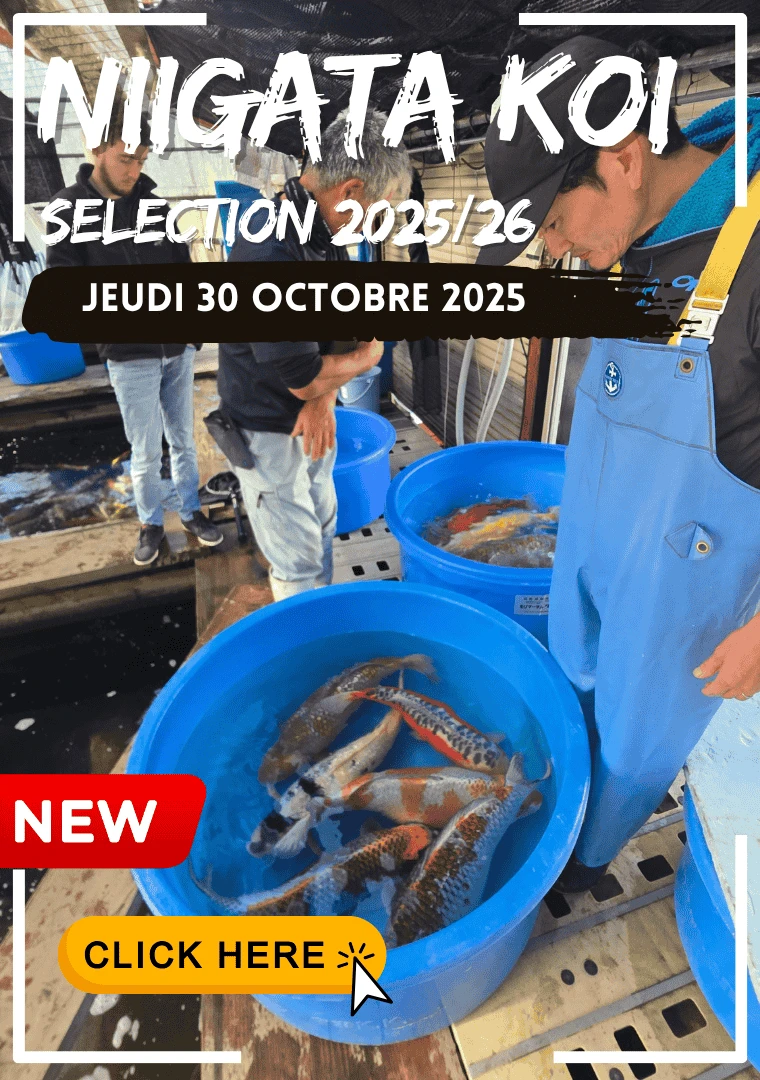 Voyage au Japon 2025 – Nos plus belles sélections de koï