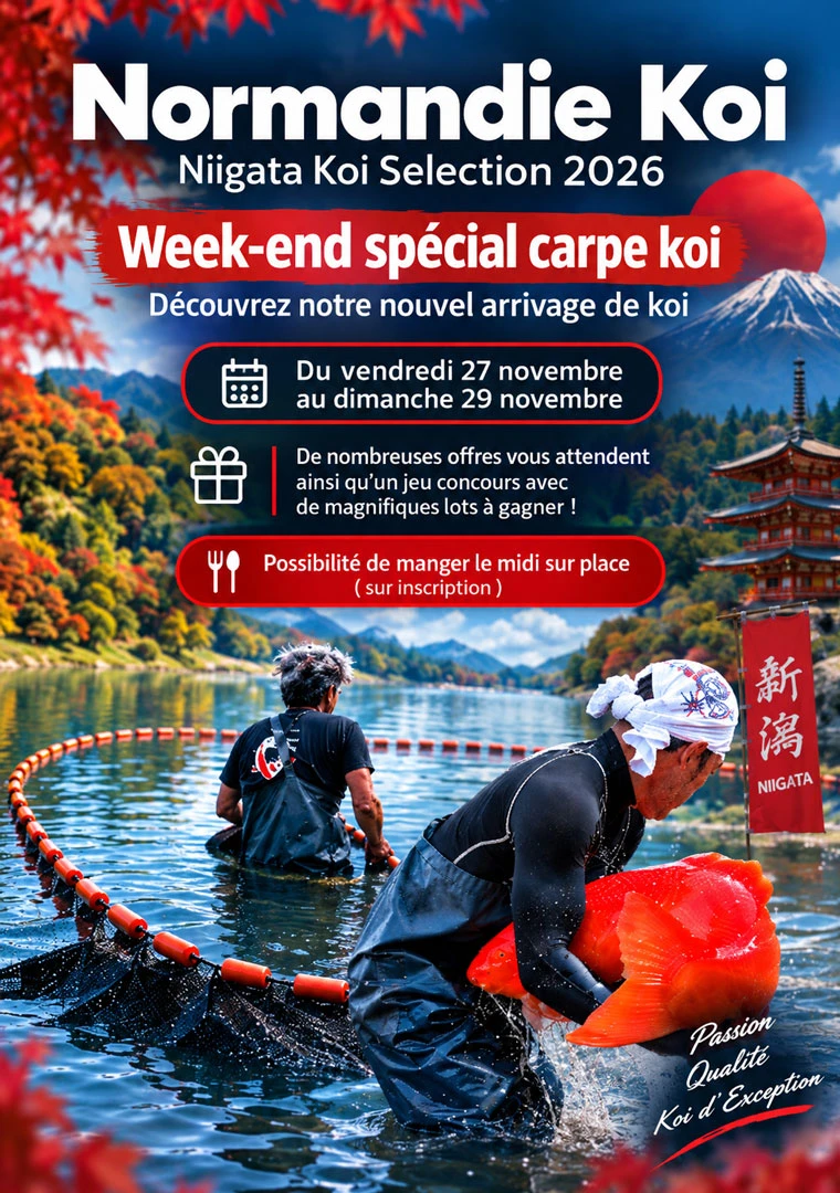 Portes ouvertes d’automne – Découvrez notre nouvelle sélection de carpes Koï du Japon