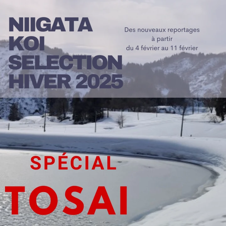 Niigata Koï : Sélection Hiver 2025