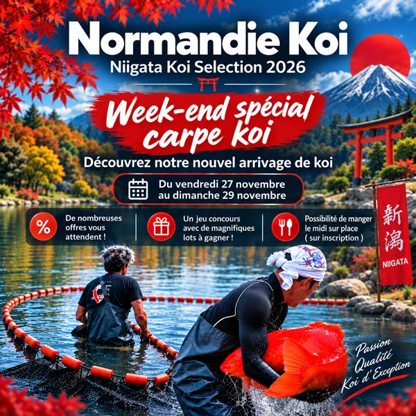 Portes ouvertes d’automne Carpes Koï du Japon