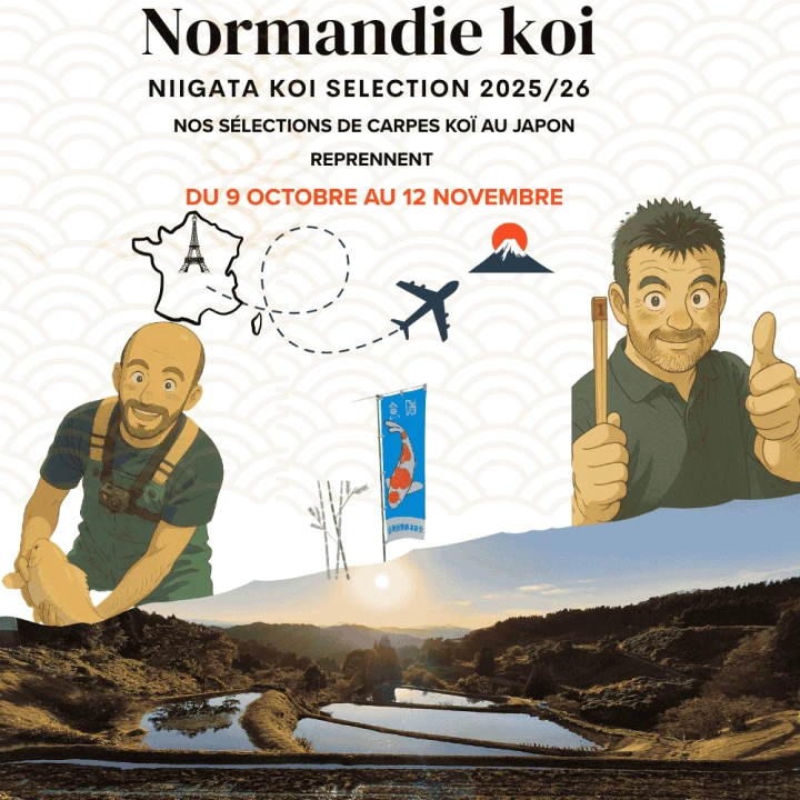 Achats de carpes koï au Japon – Automne 2025
