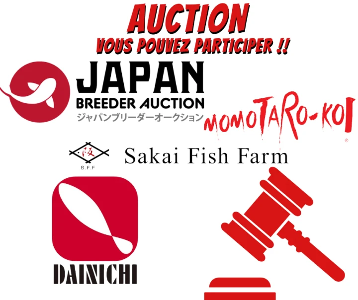 Enchères de carpes koï au Japon 2025