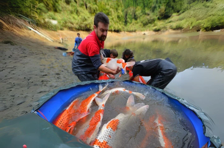 Carpes koï